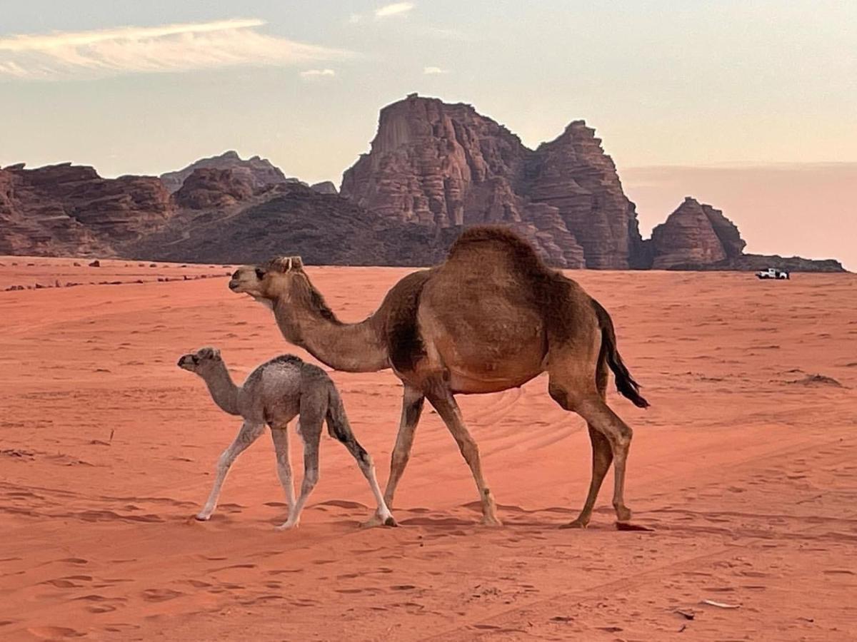 Orbit Camp Hotel Wadi Rum Buitenkant foto